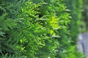 Hibák, amelyeket ne kövess el, ha örökzöldet tartasz a kertedben!