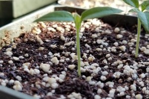 Paprikamag vetés és palántanevelés: időzítés, trükkök, videóval!