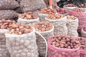 Ne vegyél fonálféreggel fertőzőtt vetőburgonyát