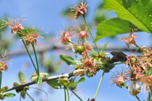 Érdemes-e növénykondicionálóval támogatnom a növényeimet?