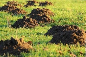 Valóban jó megoldás a vakondháló?