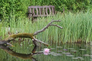 Meditáció egy metszőollóval: mindfulness a kertben