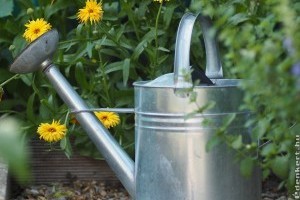 Szakértő válaszol: így locsold a kertedet!