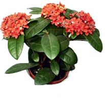 Krizantém: ha ezekre figyelsz, tele lesz virággal