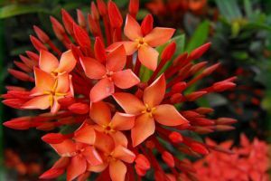 Indiai lángcserje (Ixora coccinea)