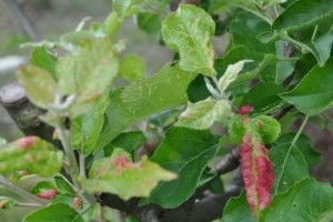 Megdőlt a melegrekord, a kártevők is bevetésre készen