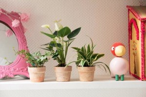 Használjuk ki a szobanövények jótékony hatásait