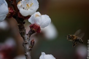Permetezéskor vigyázzunk a méhekre!