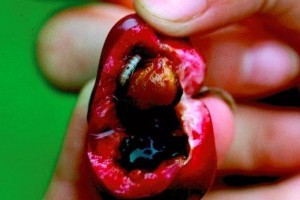 Most köpi be a légy a cseresznyét!