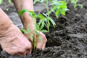 Egy nagyon hasznos tipp: így ültessük ki a paradicsompalántát a kertbe!