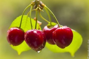 Elkezdődött a cseresznyeszezon!