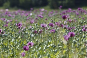A mák csak szigorú feltételek mellett termeszthető