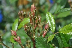 A kánikula és a szárazság a rovarkártevőknek kedvez