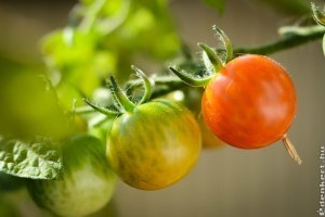 Paradicsom: ilyen támrendszert készíts neki