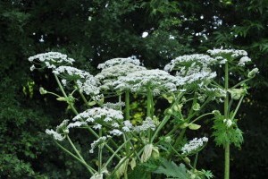 Felismered a veszélyes medvetalp növényt?