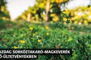 Ökológiai szemléletű szőlőtermesztéshez élő sorköz magkeveréket fejlesztettek