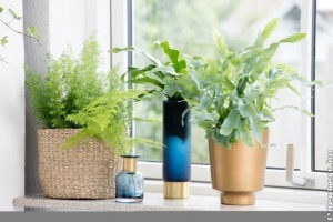 A madárfészekpáfrányt imádják a pajzstetvek