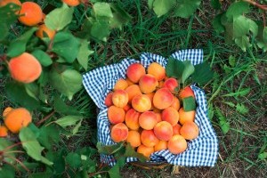 Gönci barack: pálinkának is nagyon finom