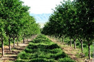 Szüret utáni teendők a gyümölcsösben