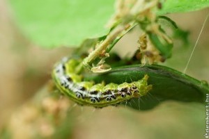 Így vedd fel a harcot a puszpángmollyal a kertedben!