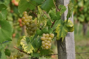 Az idén hetekkel korábban kezdődhet a szőlő szüret