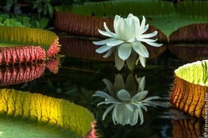 Újra nyit a Füvészkert Viktória háza