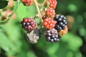 A szélsőséges időjárást jobban bírják a jóltáplált növények