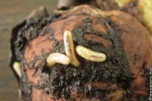 Otthonra talált rovarmigránsok veszélyeztetik a szőlőt, diót, puszpángot