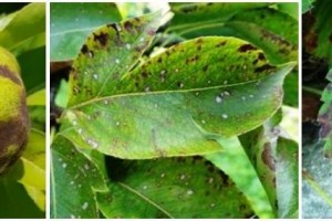 Ősszel is érdemes még permeteznünk?