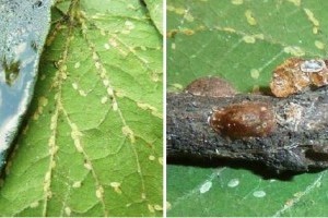 Meglepő új kártevők az utcai sorfákon