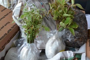 2019-től szigorodnak a külföldről behozott növényekre vonatkozó szabályok