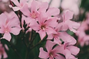 Ősszel vagy tavasszal jobb metszeni a leandert?