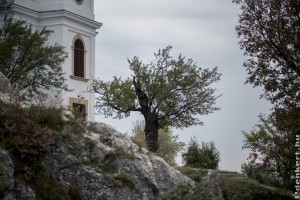 A pécsi havihegyi mandulafa 2018 fája
