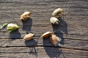 Jelentős kárt okoznak a poloskák világszerte