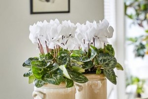 Sárgul, kókadozik a ciklámen? Ez lehet a baja!