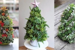 Örökzöld karácsonyfa pozsgásból