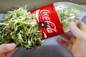 Praktikus újrahasznosítási ötlet: csíráztatás pet palackban