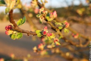 Betiltanák a bio kertekben is alkalmazható réz hatóanyagú permetszereket
