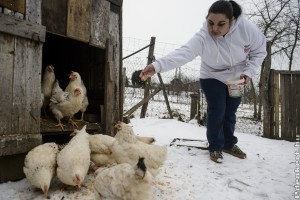Konyhakerti és kisállattartási szociális földprogram - jelentkezési határidő: 2019 január