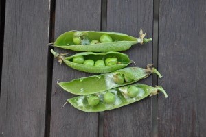 Tönkreteheti a borsót a borsótripsz és borsómoly, így védekezz ellenük