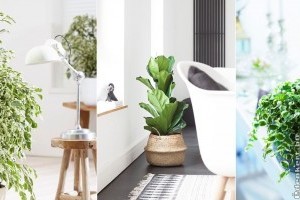 Kedvenc szobanövényeink: a fikuszok