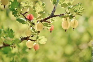 Ha így metszed meg tavasszal az egrest, rengeteg gyümölcsöt hoz!