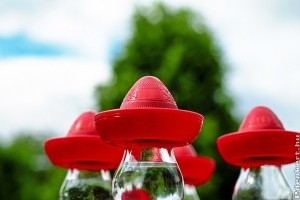 Tudod, milyen növényből készül a tequila?