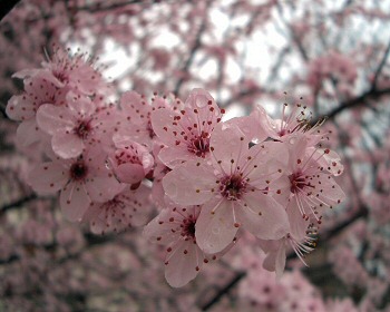 Kertápolás márciusban