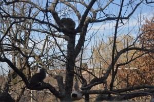 Kell-e lemosó permetezést végeznem? Megtalálható-e a fámon a kártevő, kórokozó?