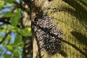 Kora tavaszi ébredők: puszpángmoly, bodobács és poloskák - mit kezdjünk velük?