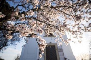 Szavazásban jók vagyunk: A pécsi havihegyi mandulafa lett az év európai fája