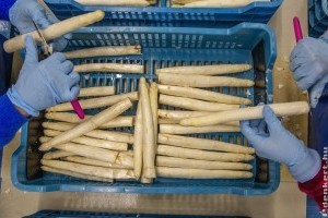 Elkezdődött a spárgaszezon Csongrád megyében