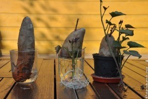 Édesburgonya palánta nevelése egyszerűen házilag