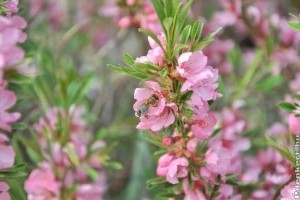 A beporzó rovarok védelmében: méhbarát technológiát alkalmazz permetezéskor
